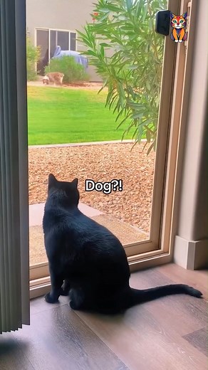 Cat or undercover human? | Kitty Club