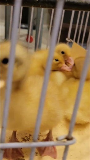 Duck Playtime With Babloo 😂🦆 | Growing Babloo vidoe 48 #janumonobabloo