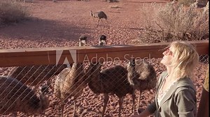 Woman feeding Emus, Dromaius novaehollandiae species. Emu is endemic to Australia where it is the largest native bird. Northern Territory of the Australia at sunset.