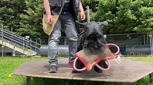 40K views · 887 reactions | Some table work with Yulia Pleskanovskaya...