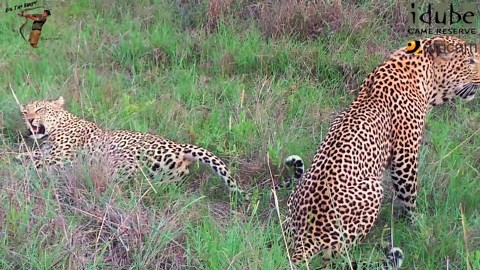 WILDlife: Noisy Pair of Leopards Pairing
