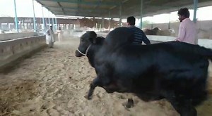 ALLAH PAK ISKO NAZAR SE BACHAE ... 🖤🖤🖤 MERA KING HAIII YE :) 🖤🖤🖤 AGARR DILLL JEETA KISI BACHREY NE ISS SAAL TU SAAB SE UPAR ISKO RAKHUNGA :) 🖤🖤 BACHRAAA DEKHE AP OR BSS MASHA ALLAH ZRURR KH DE ... 🖤🖤 #Rao 🖤 | Parrot Studio