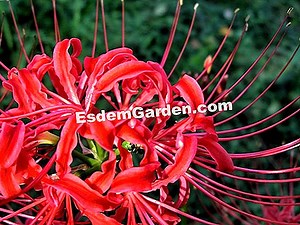 Lycoris Rojo, Amaryllis Japonés, Lirio Araña Japonés, Lycoris Radiata 🌿 Todo Sobre Jardinería Y Diseño De Jardines - 2025