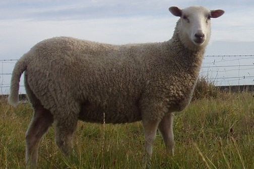 Easy care sheep – introduction