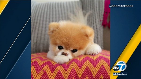 Boo the popular Pomeranian dies of broken heart, owners say
