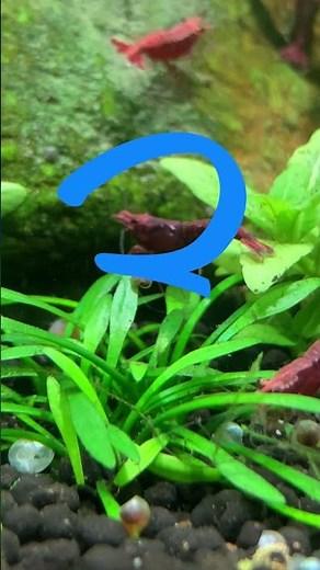 Benefits of Adding Live Aquarium Plants to a Shrimp Tank 🦐