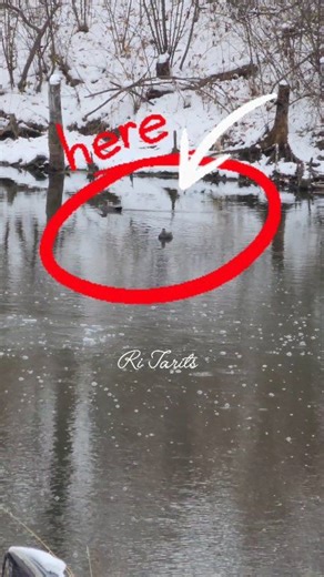 Two ducks in our pond this cold December morning #ducks #wildlife #wildlifephotography #nature #naturelovers | Ri Tarits