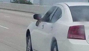 Giant snake's Houston car ride caught on camera