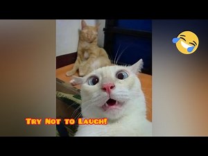 Funniest Kittens Ever! Try Not to Laugh at These Adorable Cats 😹