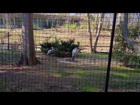 Norfolk Southern Zoo Train | Front Car | Zoo Atlanta 2026