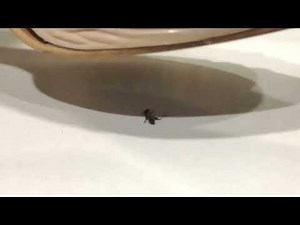 high heels crush a dead ant 🐜