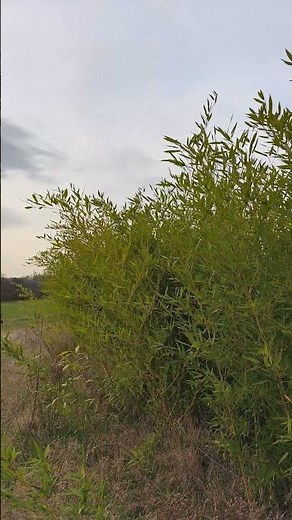 Bambus Ideální pro tyče i živý plot