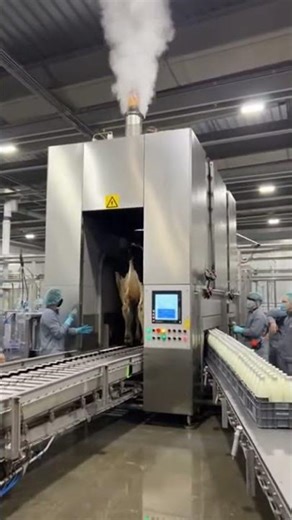 Cow Milking Technology #cow