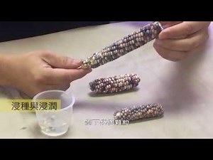 播種前這樣做，提高種子發芽率！｜零失敗 種子栽培全學習