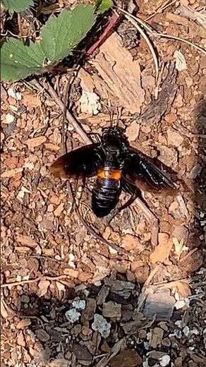 Rare first sighting of the Clubbed Mydas fly. A large bug zooming around to locate a grooming spot.