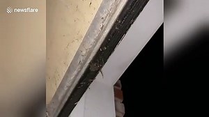 Horrifying scene as huge wolf spider falls revealing hundreds of babies