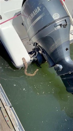 Water snake slips off boat in Lake Wylie, South Carolina, USA