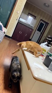 When the zoomies hit and logic leaves the chat 😹 . . . . . #Cat #Funny #Cute #Cats #USA #CatTok #PetHumor #FelineFrenzy | Meow Meme
