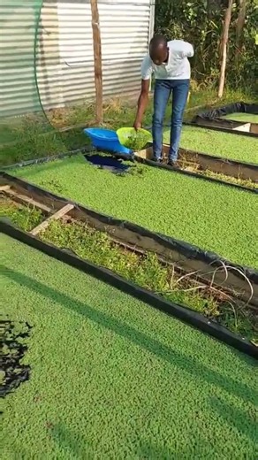 Harvesting the Azolla plant to supplement food for chicken, cows and pigs. #village #chickencare