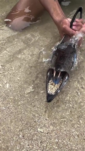 Giant Teeth Bite Through Egg Shell in the Deep Blue World