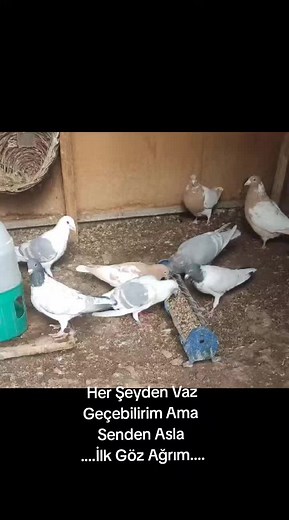 Types of Pigeons in a Wooden Coop Environment