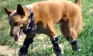 Can a dog survive with 4 bionic legs?