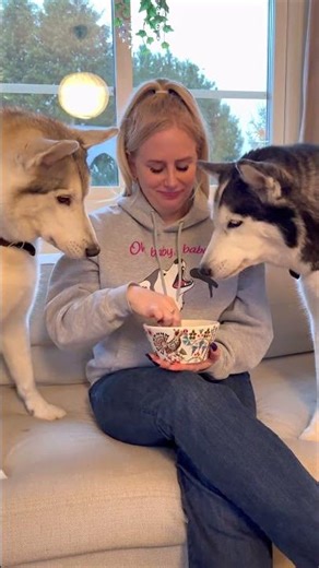 Eating Anything Near A Husky...