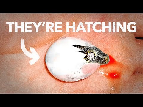 The Miracle Eggs are Hatching