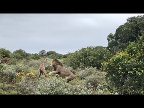 Baby Giraffe Attacked By Lions After Taking First Steps