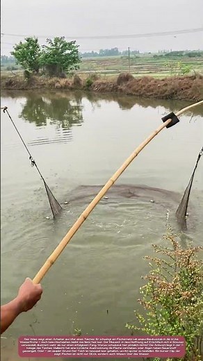 Netz ins Wasser: Warum manchmal kein Fisch anbeißt – und was das über den Teich verrät