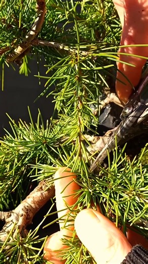 107K views · 1.1K reactions | @bonsaifangorn shows how to create a DIY bonsai tree, perfect for adding a little greenery to any home. #diy #bonsai #plantprojects #homedecor #familyhandyman | Family Handyman | Facebook