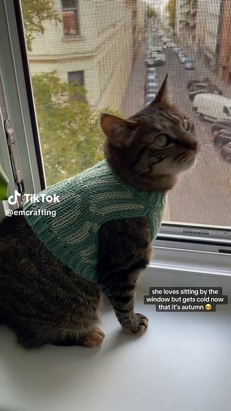 Matching Cat Sweaters for Autumn Cozy Days