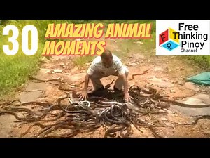 Pinakawalan nya ang 300 AHAS!! Moments na nakunan sa Video