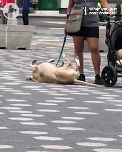 54K views · 4.7K reactions | When you just can't anymore... | Go Fetch | Facebook