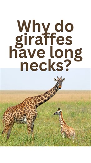 Why do giraffe's have long necks? #questionskidsask #funscienceforkids