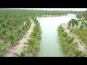 [🇹🇭Thailand]Aromatic Young Coconut