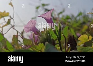 Close-up of Ipomoea pes-caprae flower, also known as beach morning glory, with vibrant purple petals and green leaves, thriving on sandy coastal soil under natural sunlight Stock Video Footage - Alamy