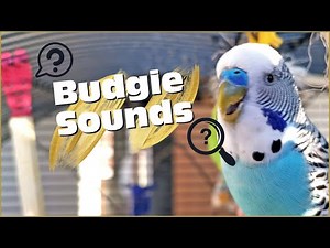 Budgie Sounds: What Is My Budgie Telling Me?