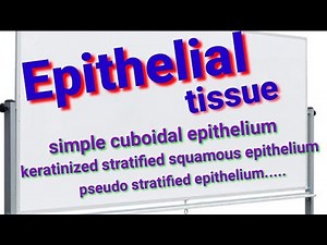 Epithelial Tissue ቲሹ (ህብረ-ሕዋስ) #anatomy #anatomy_physiology #epithelialtissue ኤፒተልየም/ሸፋኝ ህብረ ህዋስ