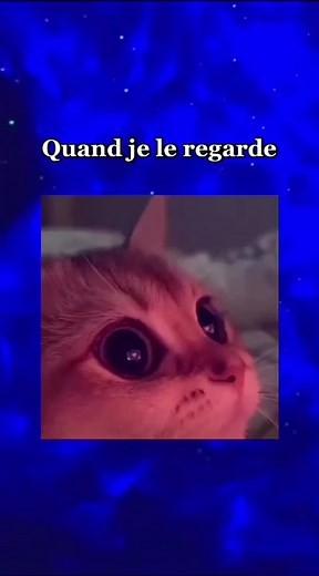 Captivating Close-Up of a Beautiful Cat's Eyes