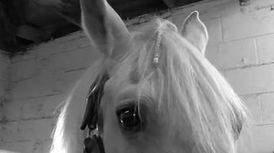 36K views · 728 reactions | Will Encore and Arish help to get the Irish sport horse industry cruising again? Have a look at Cruising Encore and Cruising Arish, the 3 year old clones of the legendary Irish Sport Horse stallion, Cruising. Mary McCann discusses her hopes and aspirations for the two clones and the reasons behind the cloning of the great stallion. | Dublin Horse Show | Facebook