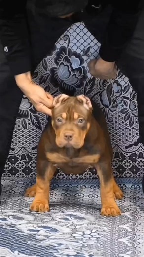 #xlamericanbully Female