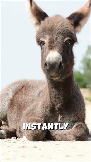 Baby Donkeys Are Tough 🥹🐴 || #animalfacts #donkey @AnimalMysteries-YT