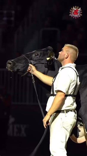 89 reactions · 3 comments | Gran Campeona Holstein Royal Winter Fair 2025 磊 Altona Lea UNIX Herminie, hija de 200HO03914 UNIX | Semex Colombia | Facebook