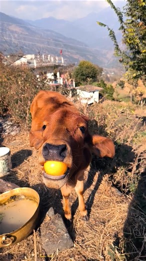 #virelvideo #nature #trending #cow #cowlover #cowvideos #virelshorts #naturelovers #naturesounds