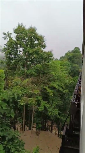 Train No. 102 is about to cross the Sam Ho Bridge during the recent rainy season. #ThaiRailways #...