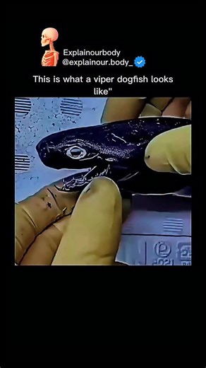 Explainourbody on Instagram: "This Is What a Viper Dogfish Looks Like It might look like something out of a deep-sea nightmare, but this is real marine biology. What’s happening? • Viper dogfish are deep-sea sharks found in oceans worldwide • They have long, needle-like teeth and a slender body designed to catch prey in the dark depths • Bioluminescent organs help them attract prey and communicate • They live hundreds of meters below the surface, where sunlight barely reaches Fun facts: • Rarely