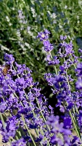 As Beautiful As Delicious Purle Cake out of Lavender! Village Recipe #cake #lavender #DeliciousDesserts #dessert | Sweet Village