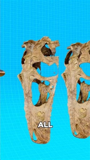 Can a Bullet Pierce a T-Rex Skull?