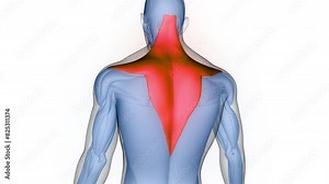 Human Muscular System Torso Muscles Trapezius Muscle Anatomy Animation Concept